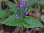 Gentianella occidentalis (A. Gray) Small