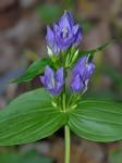 Gentianella occidentalis (A. Gray) Small