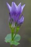 Gentianella occidentalis (A. Gray) Small
