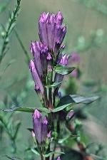 Gentianella quinquefolia (L.) Small
