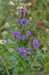 Gentianella quinquefolia (L.) Small