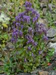 Gentianella quinquefolia (L.) Small