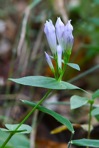 Gentianella quinquefolia (L.) Small