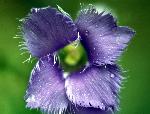 Gentianopsis crinita (Froel.) Ma