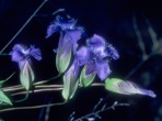 Gentianopsis crinita (Froel.) Ma
