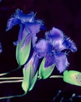 Gentianopsis crinita (Froel.) Ma