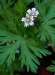 Geranium carolinianum L.