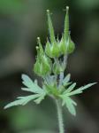 Geranium carolinianum L.