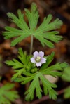 Geranium carolinianum L.