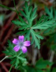 Geranium columbinum L.