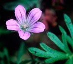 Geranium columbinum L.