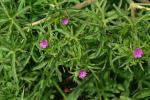 Geranium dissectum L.