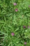 Geranium dissectum L.