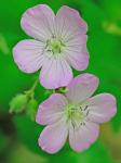 Geranium maculatum L.