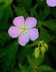 Geranium maculatum L.
