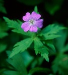 Geranium maculatum L.