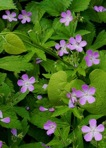 Geranium maculatum L.