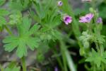 Geranium molle L.