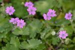 Geranium molle L.