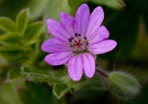 Geranium molle L.