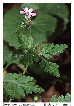 Geranium robertianum L.