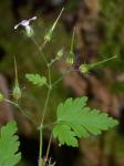 Geranium robertianum L.