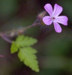 Geranium robertianum L.