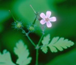 Geranium robertianum L.