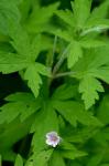 Geranium sibiricum L.