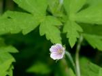 Geranium sibiricum L.