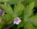 Geranium sibiricum L.