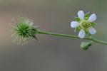 Geum canadense Jacquin