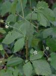 Geum canadense Jacquin