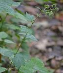 Geum geniculatum Michaux