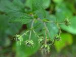 Geum geniculatum Michaux
