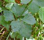 Geum geniculatum Michaux