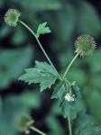 Geum laciniatum Murray