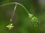 Geum vernum (Raf.) Torr. & Gray