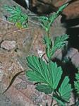 Geum vernum (Raf.) Torr. & Gray