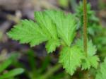 Geum vernum (Raf.) Torr. & Gray