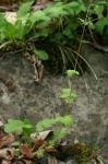 Geum vernum (Raf.) Torr. & Gray