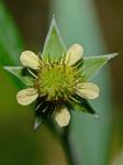 Geum virginianum L.