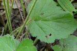Geum virginianum L.