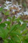 Gillenia trifoliata (L.) Moench
