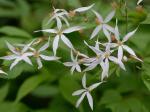 Gillenia trifoliata (L.) Moench