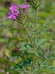 Glandularia canadensis (L.) Nutt.