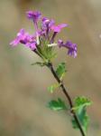 Glandularia canadensis (L.) Nutt.