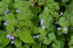 Glechoma hederacea L.