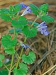 Glechoma hederacea L.