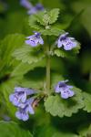 Glechoma hederacea L.